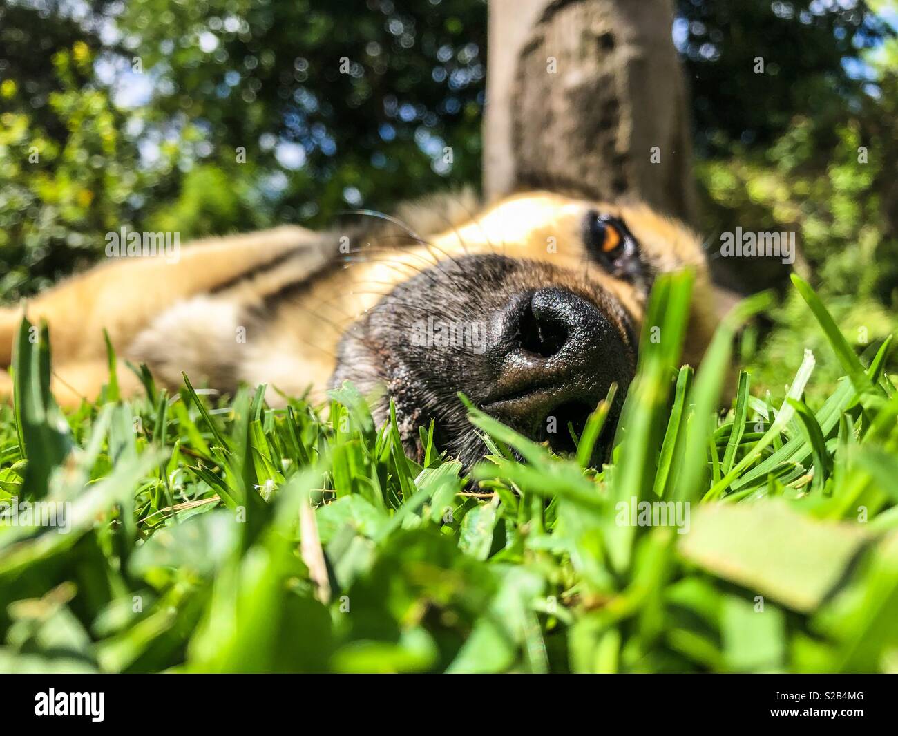 La testa di un cane dormire sdraiati sull'erba in estate - Immagine stock catturata con smartphone