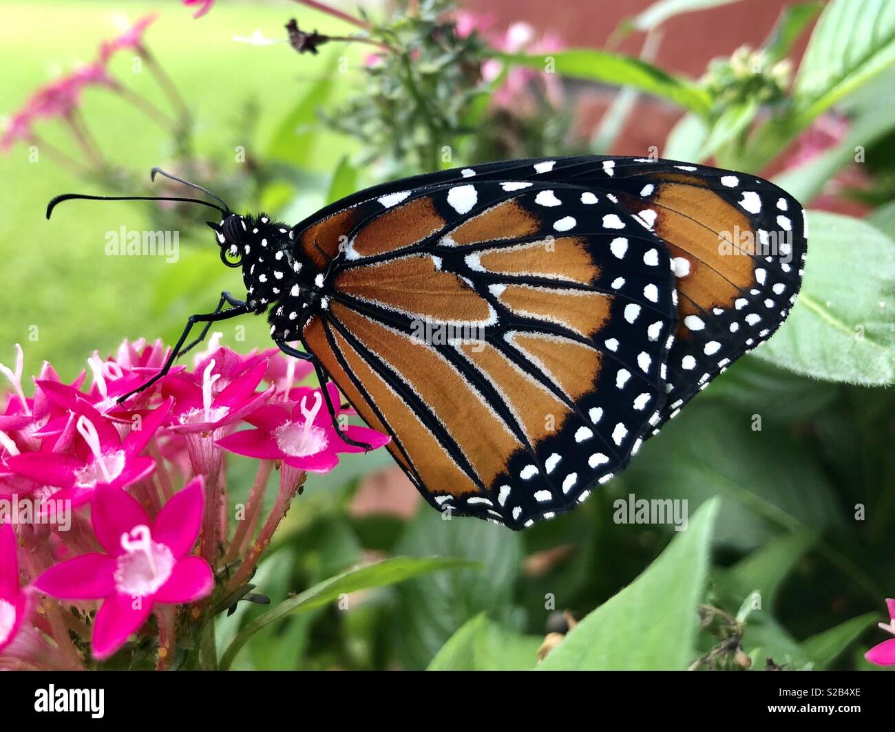 Regina farfalla sulla pentas rosa - Immagine stock catturata con smartphone