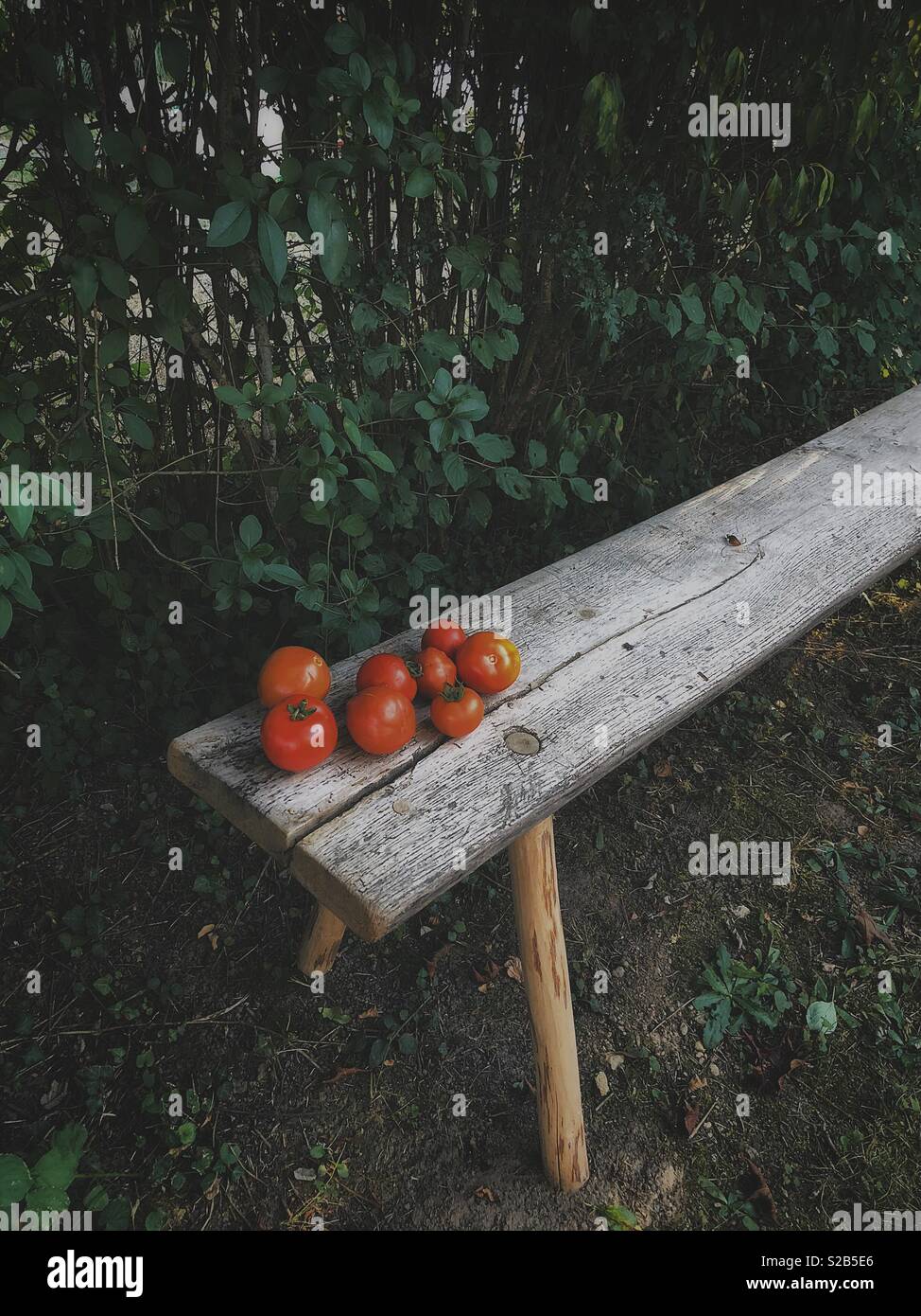 Homegrown pomodori in una rustica panca in legno Foto Stock