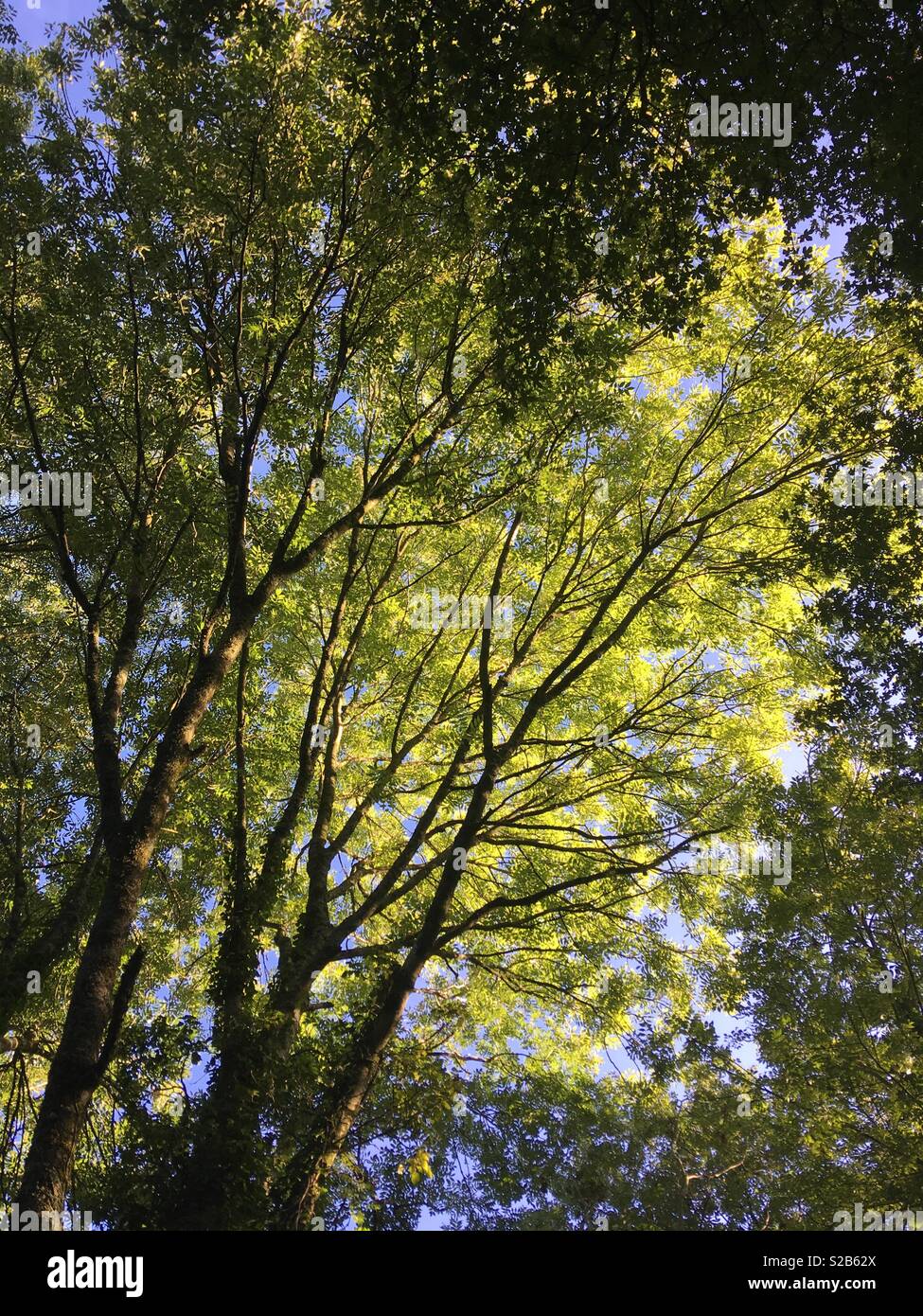 La luce del sole attraverso foglie verdi che mostra di tronco e rami come silhouette Foto Stock