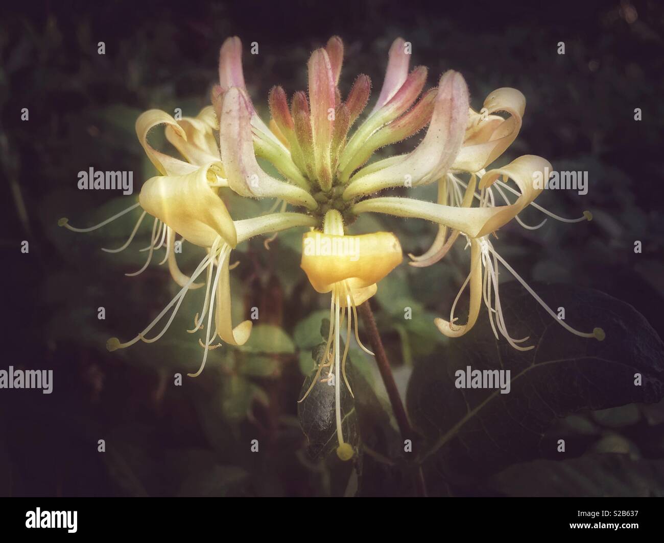 Caprifoglio fiore - Immagine stock catturata con smartphone