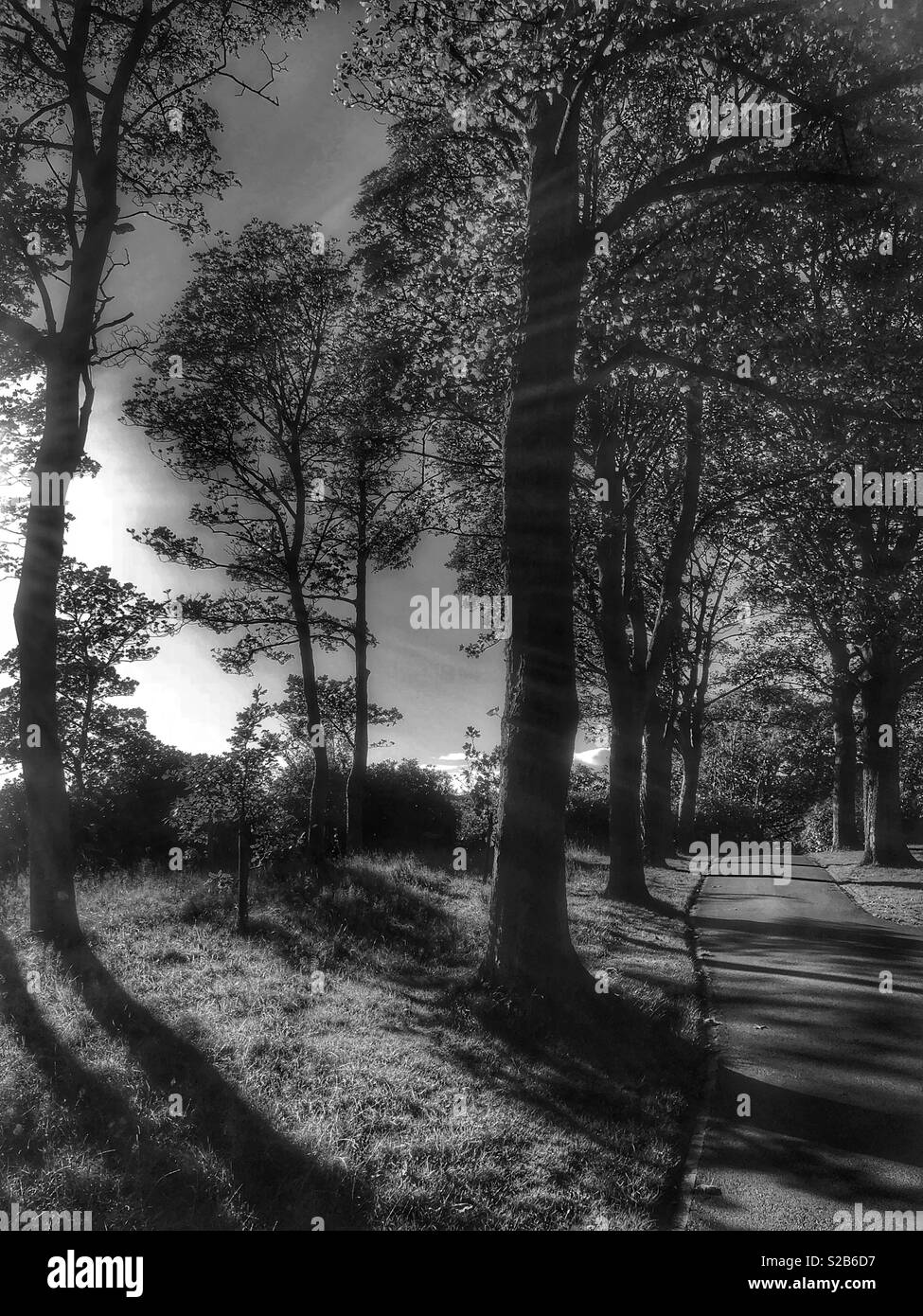 Alberi in un parco in Inghilterra al tempo autunnale, girato in bianco e nero Foto Stock