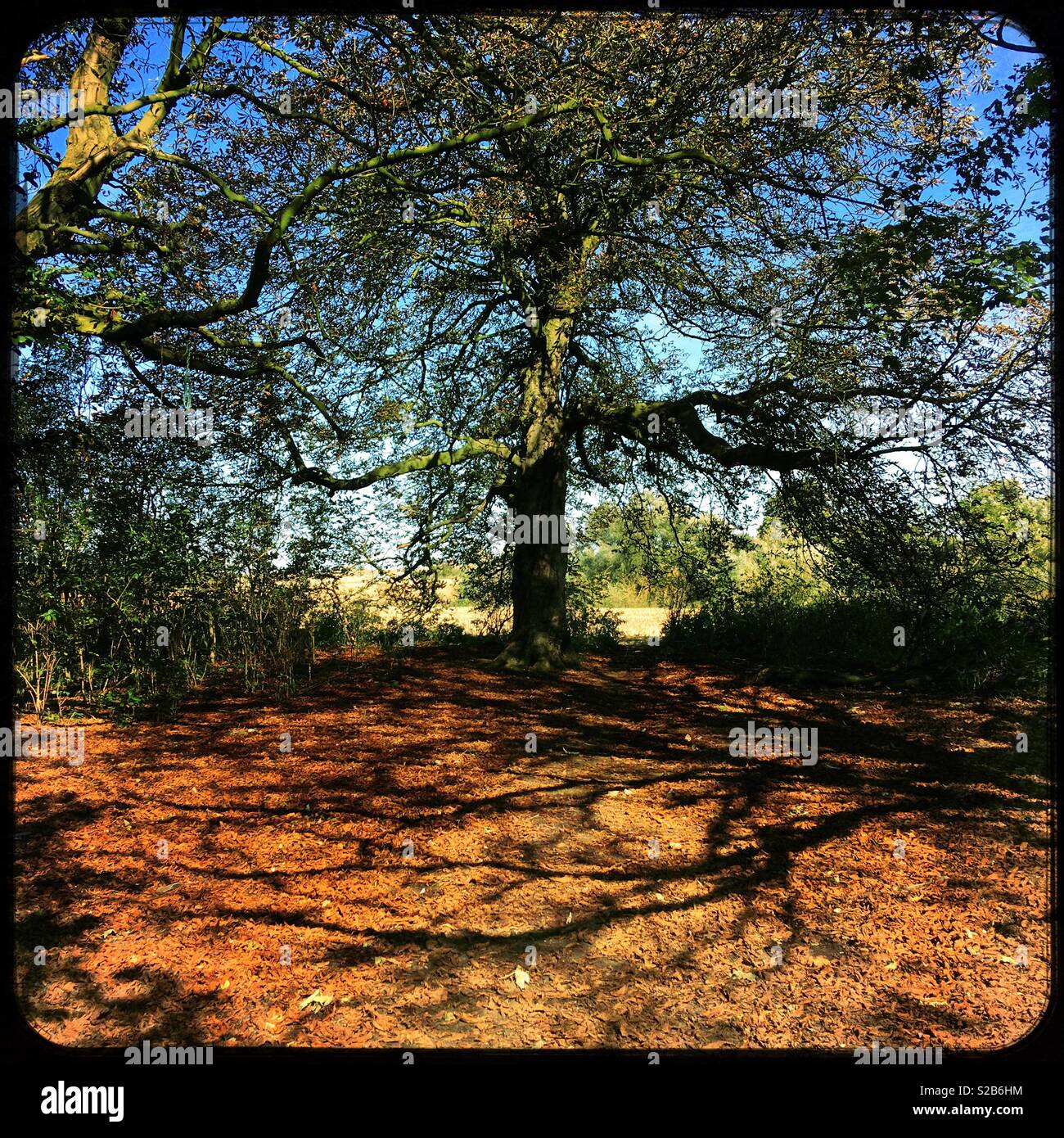 Bosco all'inizio dell'autunno. Ancaster, Lincolnshire, Regno Unito. - Immagine stock catturata con smartphone