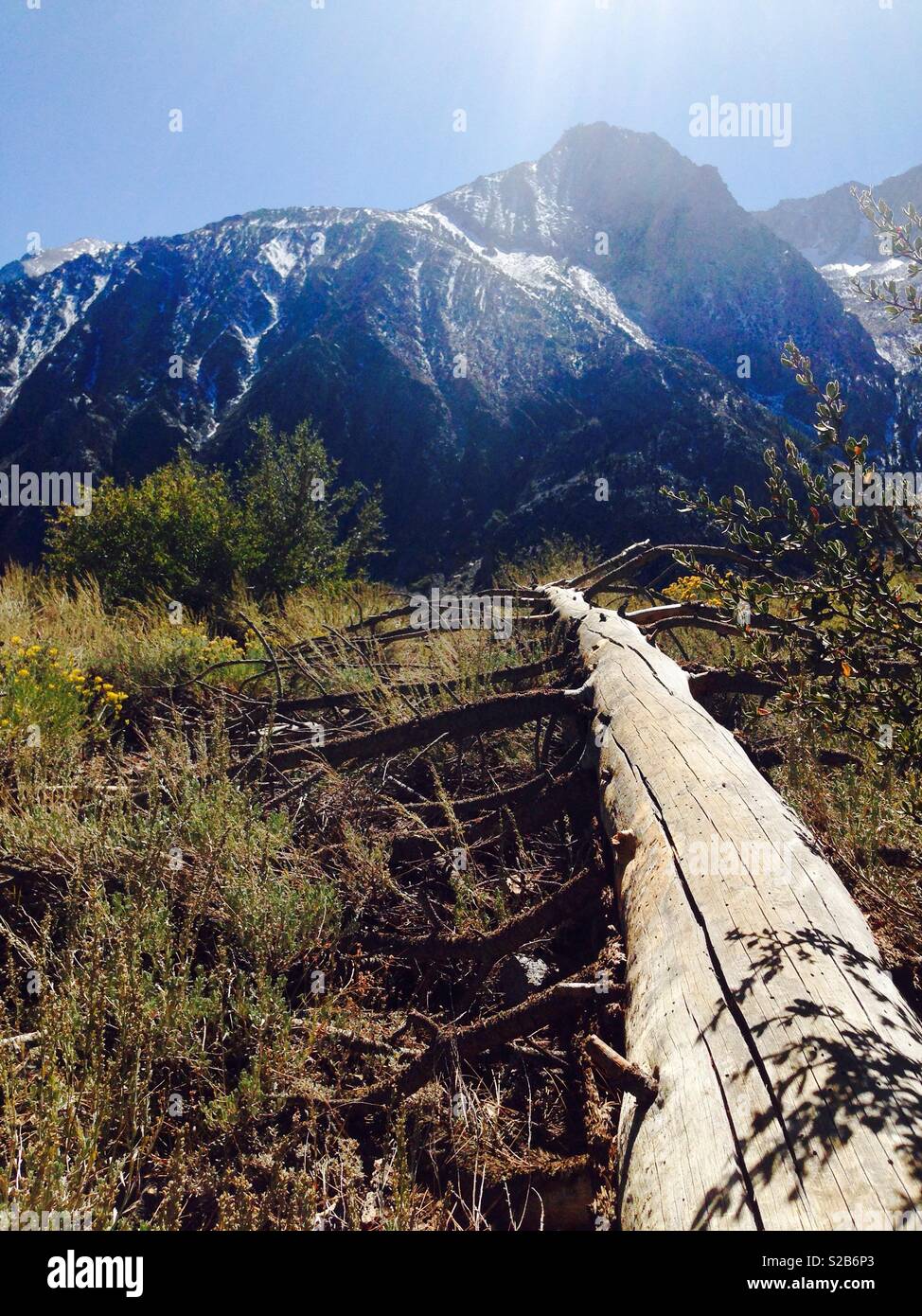 Neve montagna sormontata & albero caduto, Lake Tahoe USA Foto Stock