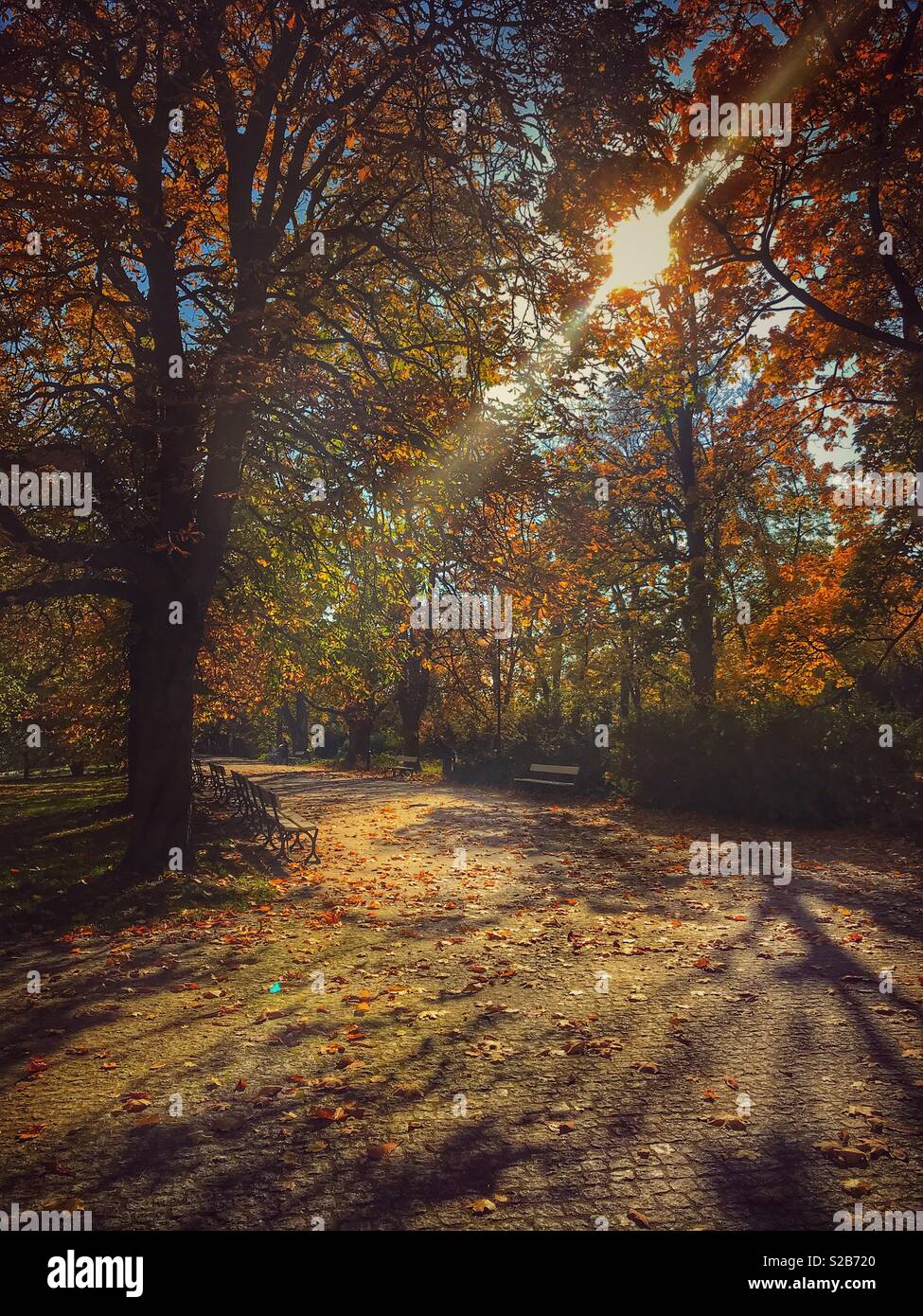 Bello e colorato autunno il giorno in un parco con il sole che tramonta dietro gli alberi e mediante la trasmissione via IR Foto Stock