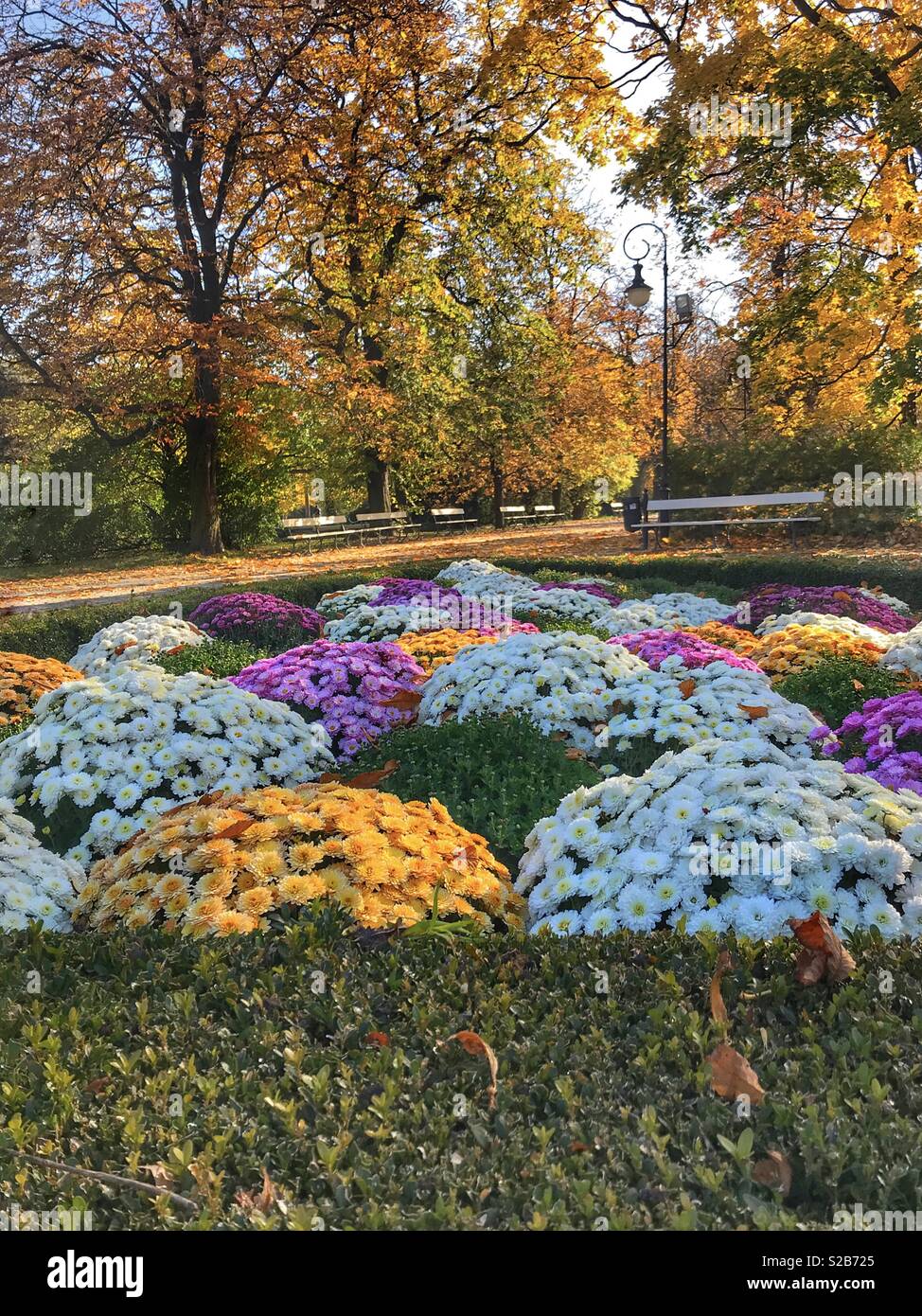Bel colore giallo e alberi di arancio e un giardino pieno di coloratissimi fiori mamme durante l'autunno nel Parco Lazienki, Varsavia, Polonia Foto Stock