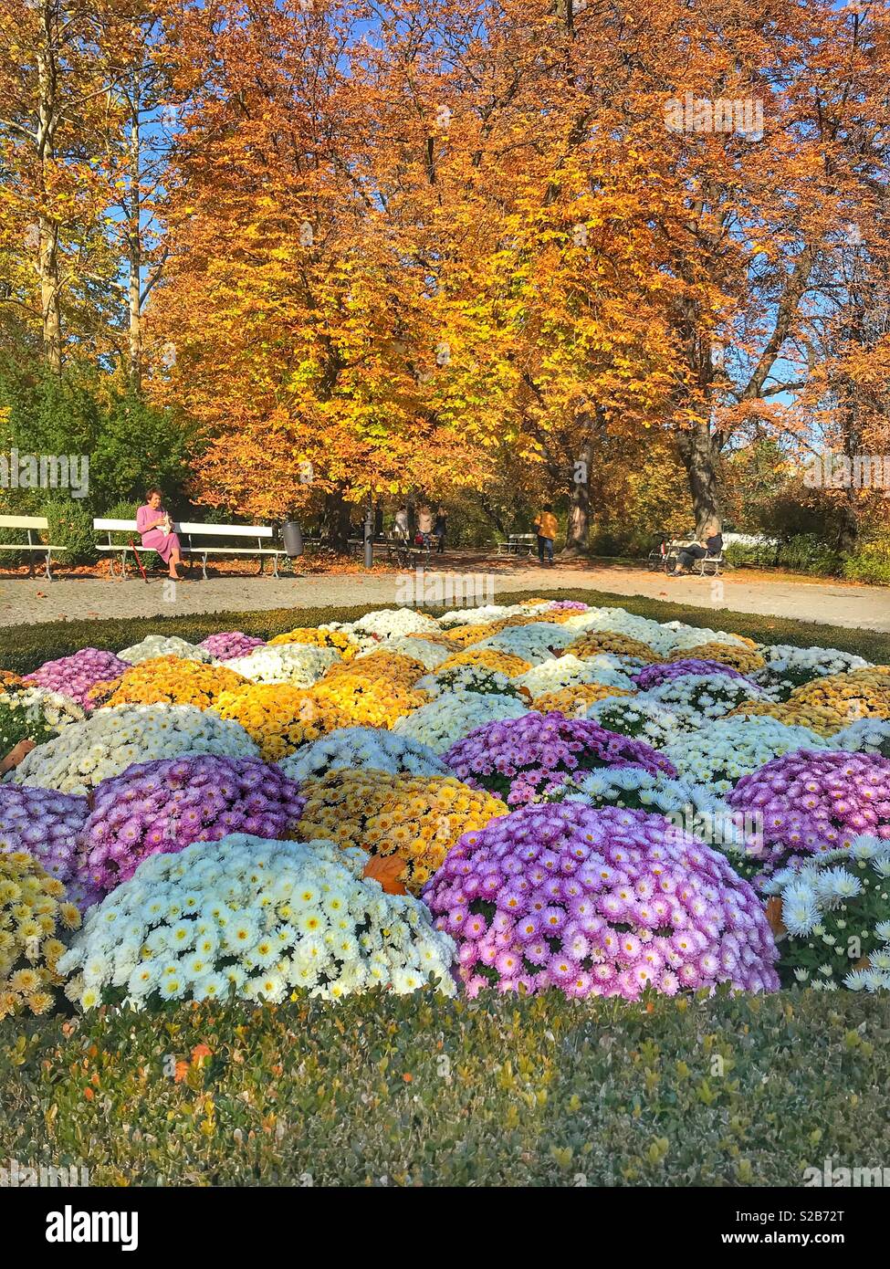 Bellissimi colori autunnali e crisantemi o mamme fiori al Parco Lazienki, Varsavia, Polonia Foto Stock