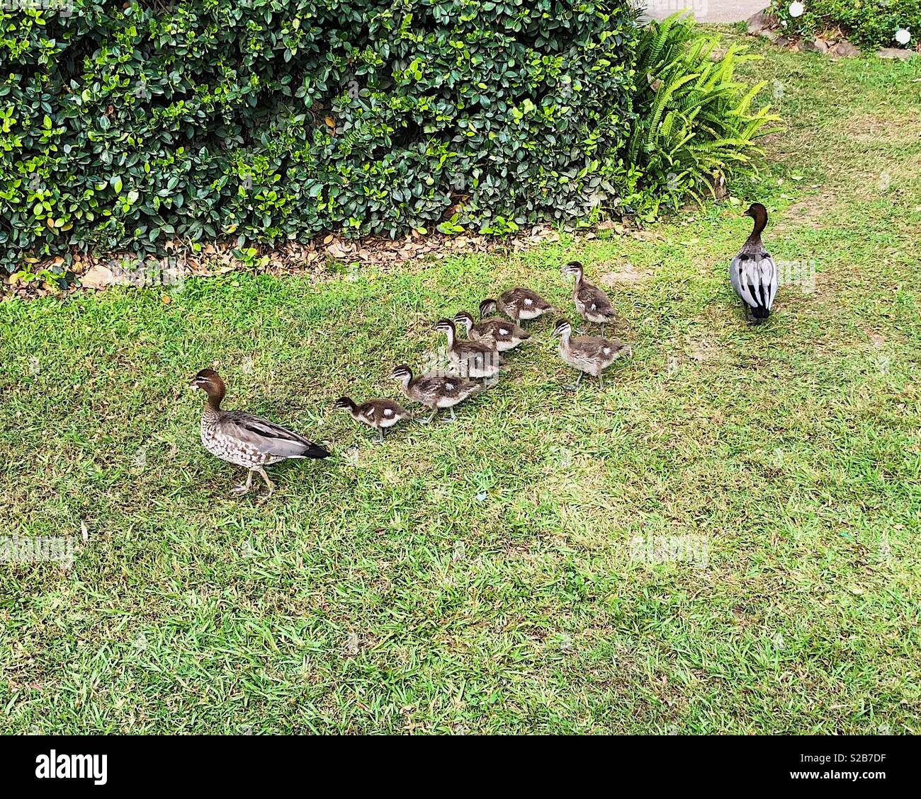 Famiglia Duck Foto Stock