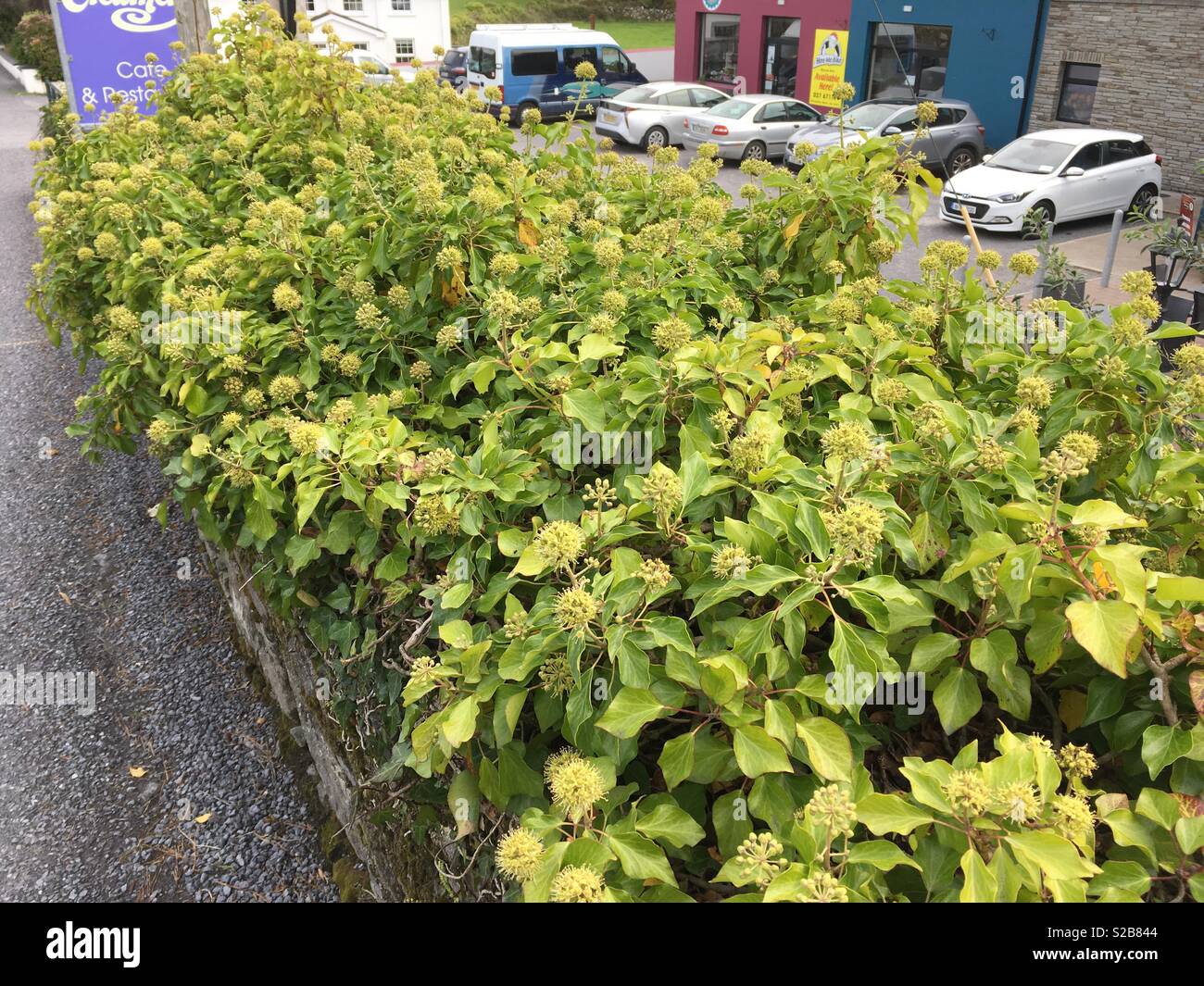 Fioritura di edera Foto Stock