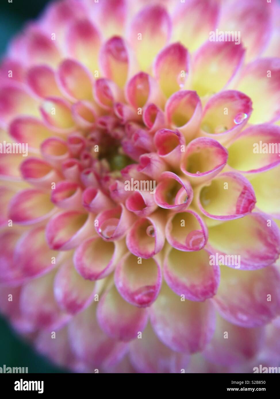Macro shot fiore giallo rosa Foto Stock