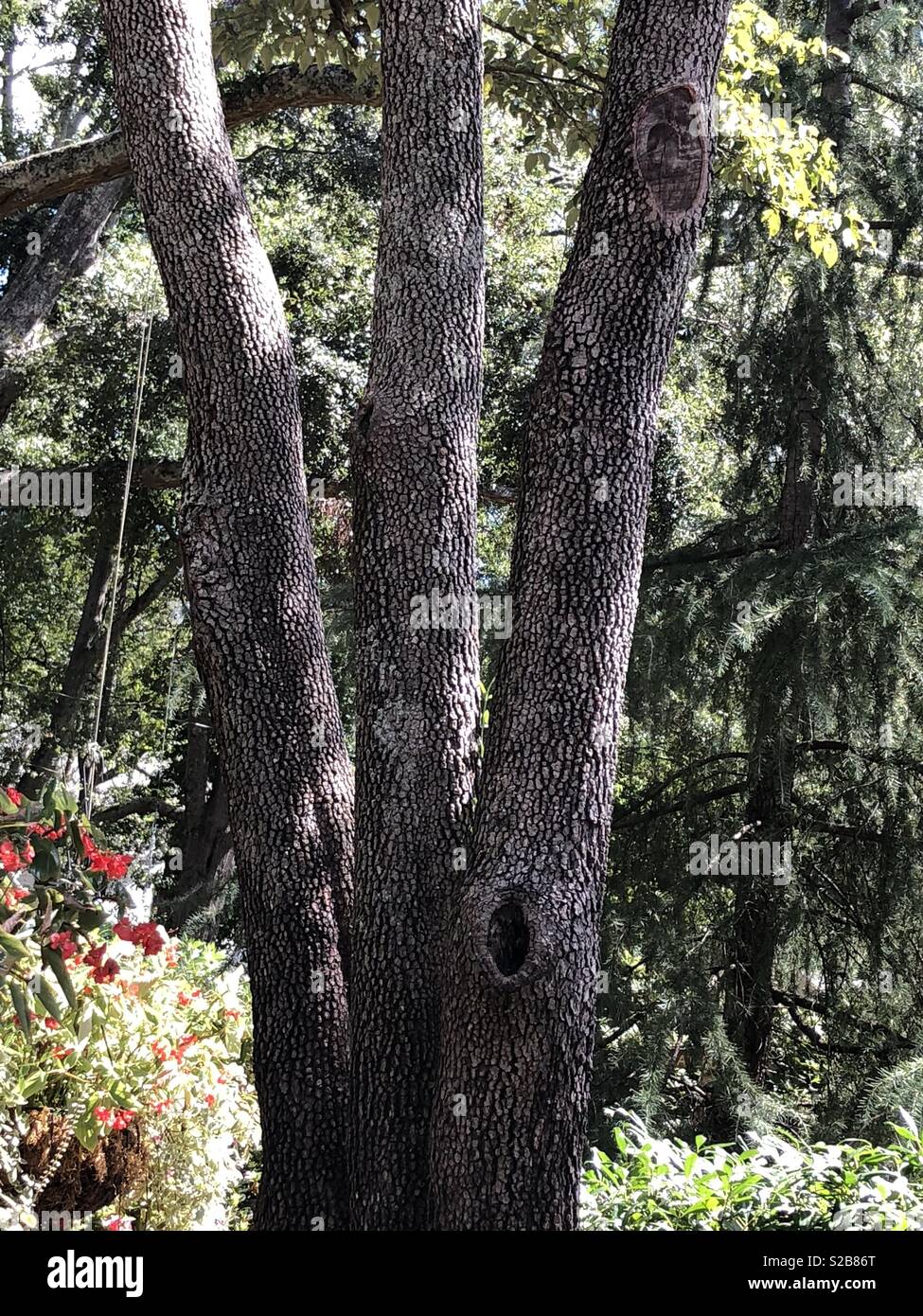 Tre tronchi di alberi per raggiungere il cielo. Foto Stock