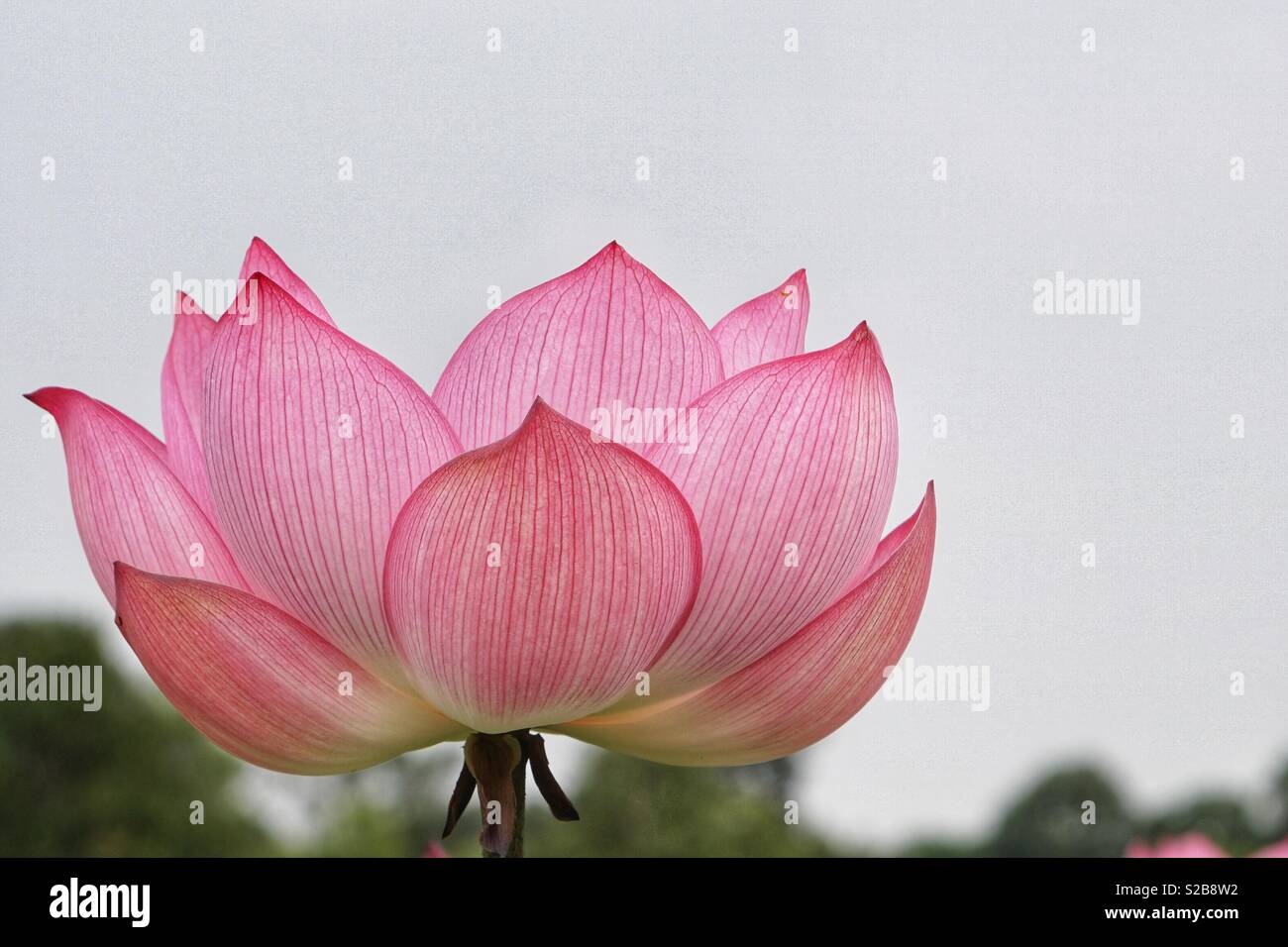 Lotus o lily, Nelumbo nucifera, noto anche come Indian lotus, sacro lotus, fagiolo di India, fagiolo egiziano Foto Stock