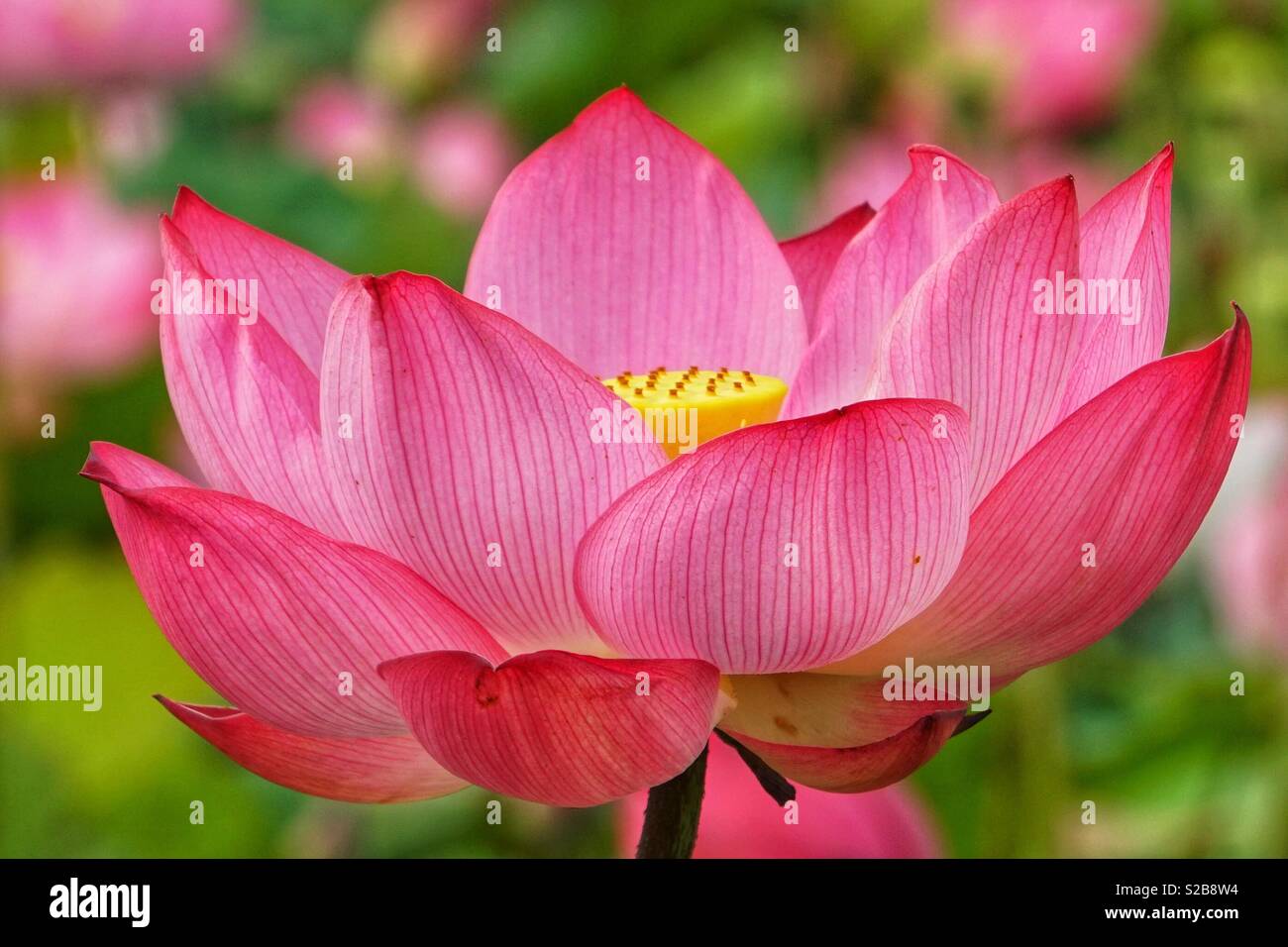 Lotus o lily, Nelumbo nucifera, noto anche come Indian lotus, sacro lotus, fagiolo di India, fagiolo egiziano Foto Stock
