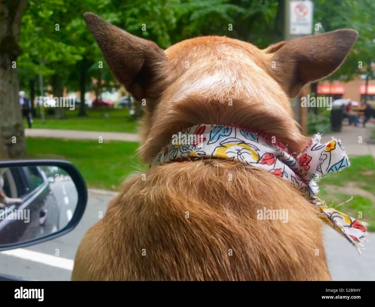 Cane con la testa fuori dal finestrino Foto Stock