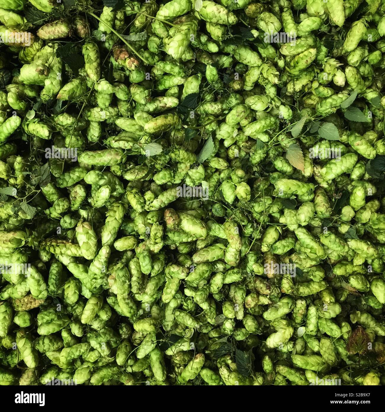 Appena raccolto il luppolo in attesa di essere forno asciugò REGNO UNITO Foto Stock