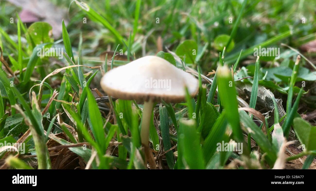 I funghi nel Parco. Foto Stock