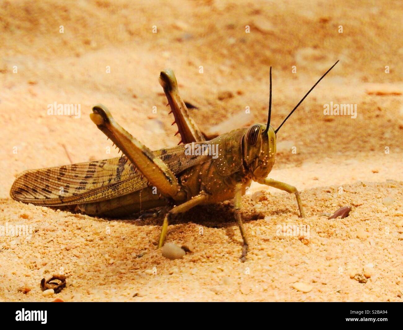 Grandi locust sulla sabbia in una regione desertica Foto Stock