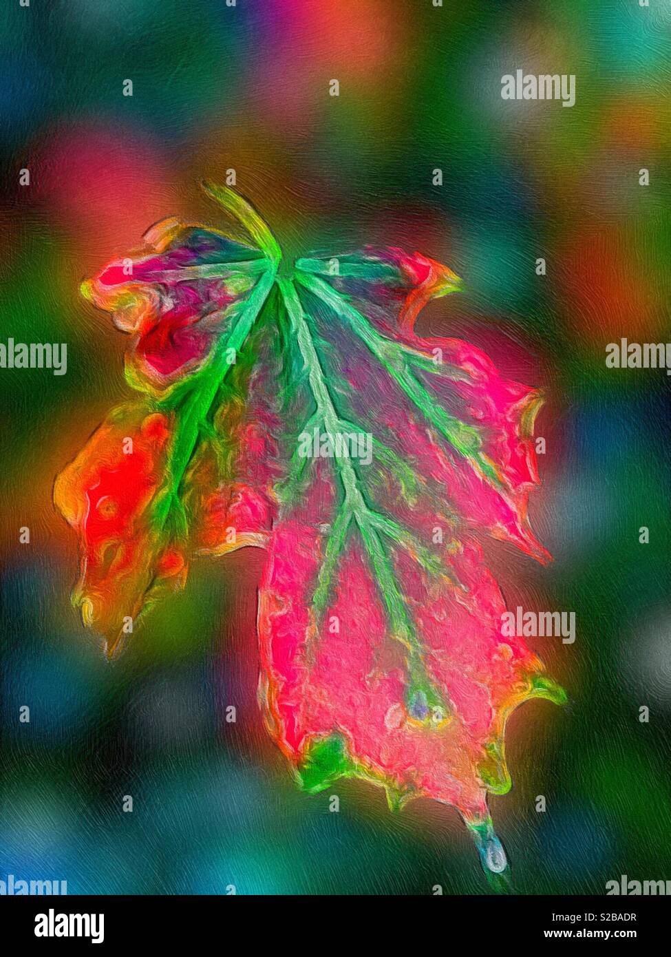 Foglia di acero singola nella pittura, mostrando le vene, la consistenza e il colore di caduta. Tonalità autunnali, da vicino. La resa di un pittore. Natura. In fuga. Morire. - Immagine stock catturata con smartphone
