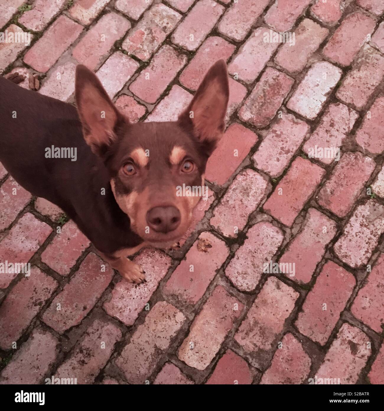 Kelpie cane cercando fino alla fotocamera Foto Stock