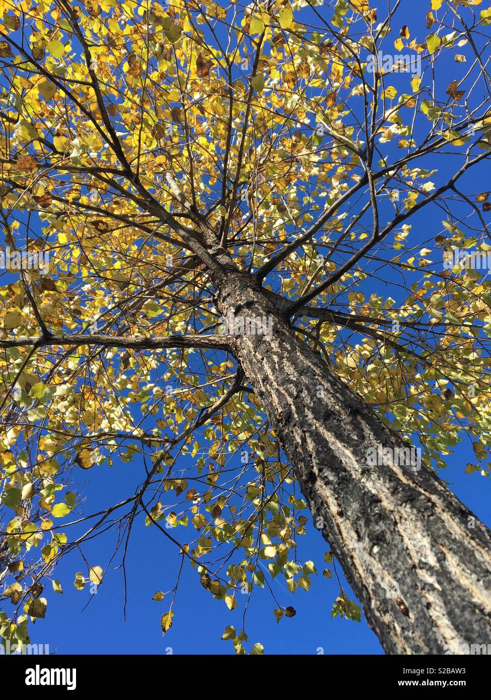 Foglie di autunno su albero con il blu del cielo - Immagine stock catturata con smartphone