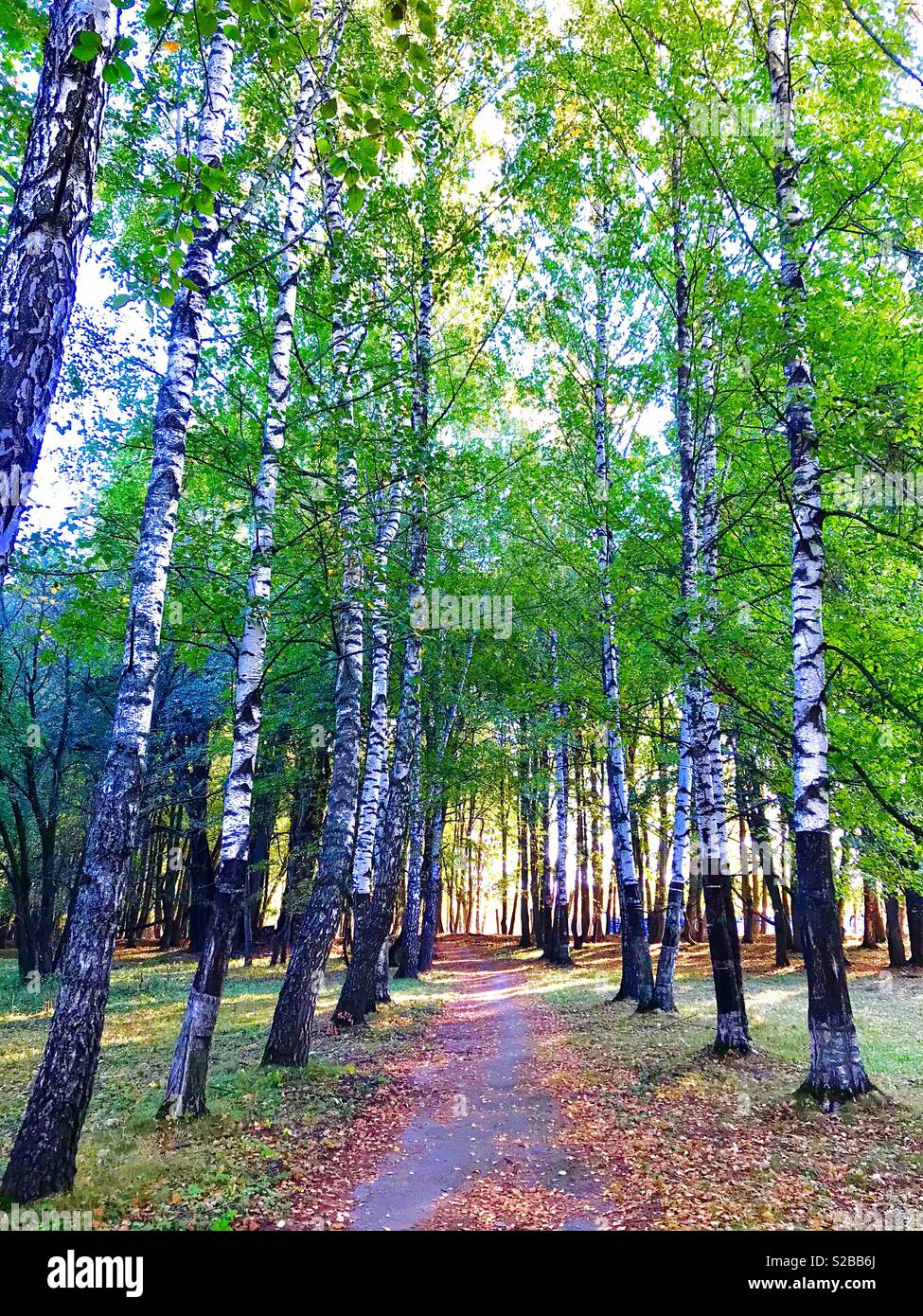 Vicolo della betulla Foto Stock