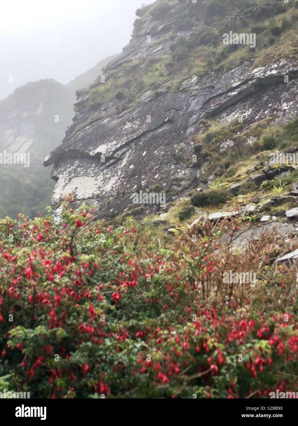 Fiori e ardesia, Wild Atlantic modo, Irlanda Foto Stock