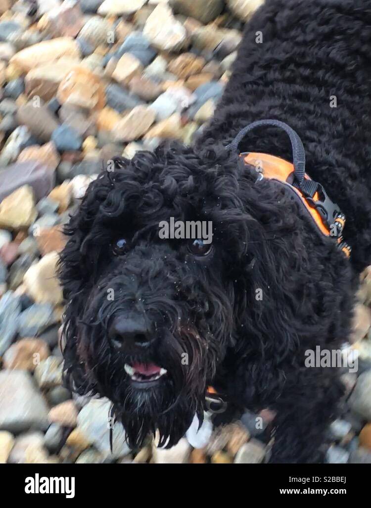 Cane nero sulla spiaggia Foto Stock