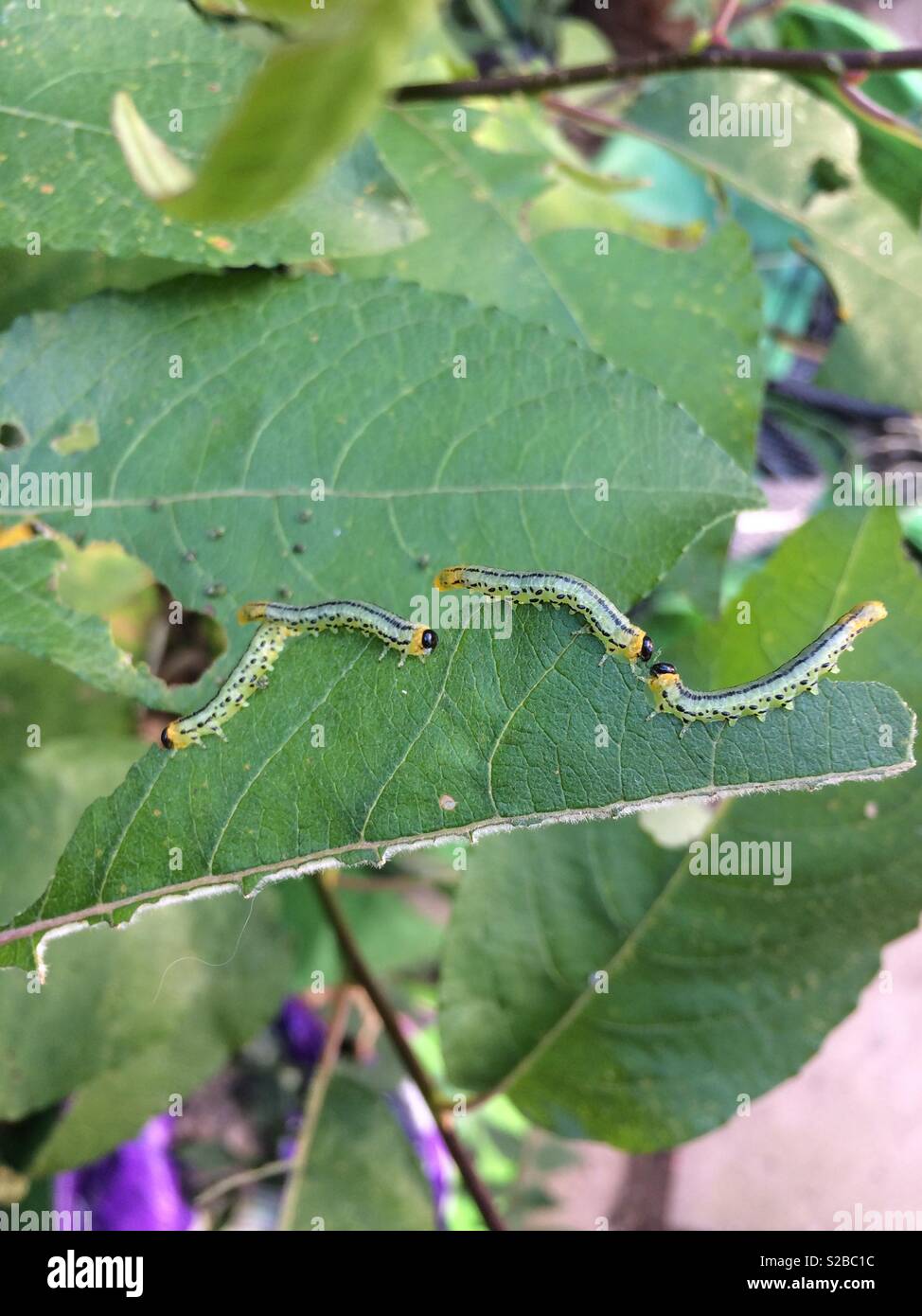 Sawfly larve di mangiare una foglia Foto Stock