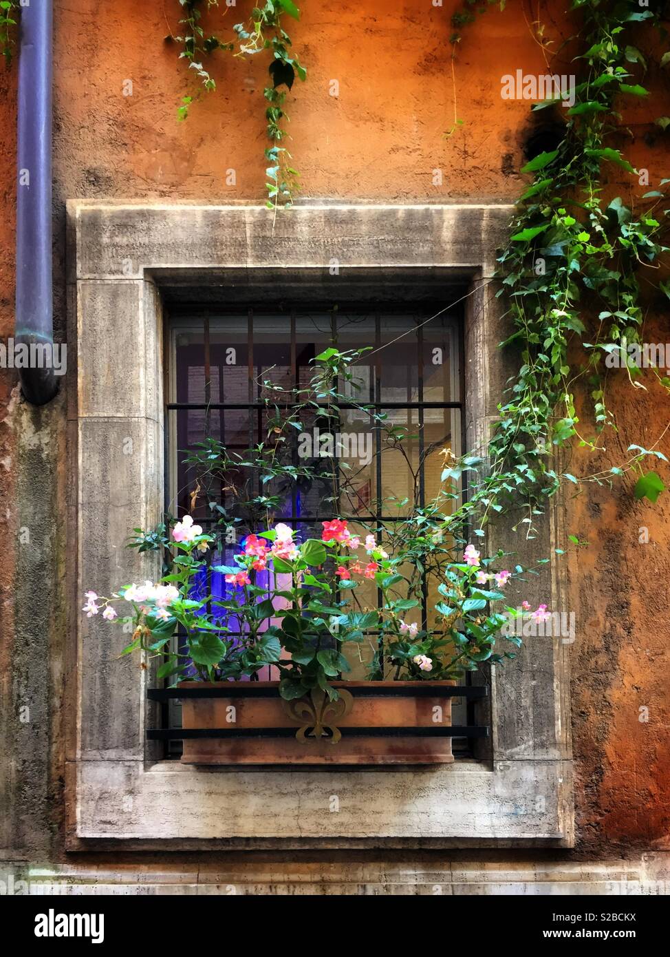 Fiori in una finestra su una piccola strada di Roma, Italia Foto Stock