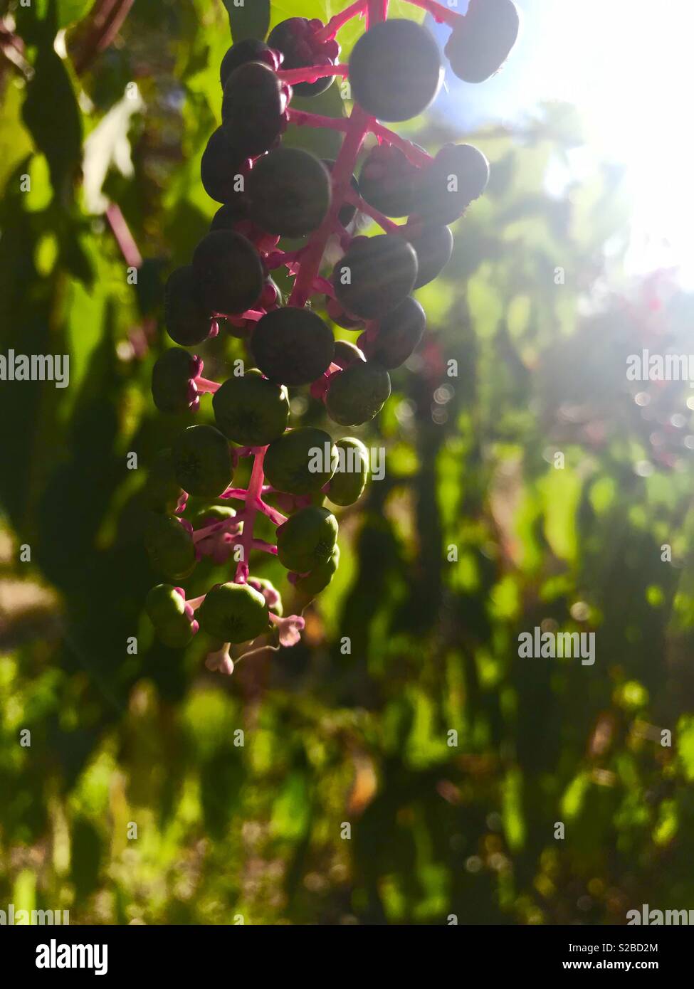 Blu luminoso e bacche di colore viola sulla vite in natura su estati calde giorno Foto Stock