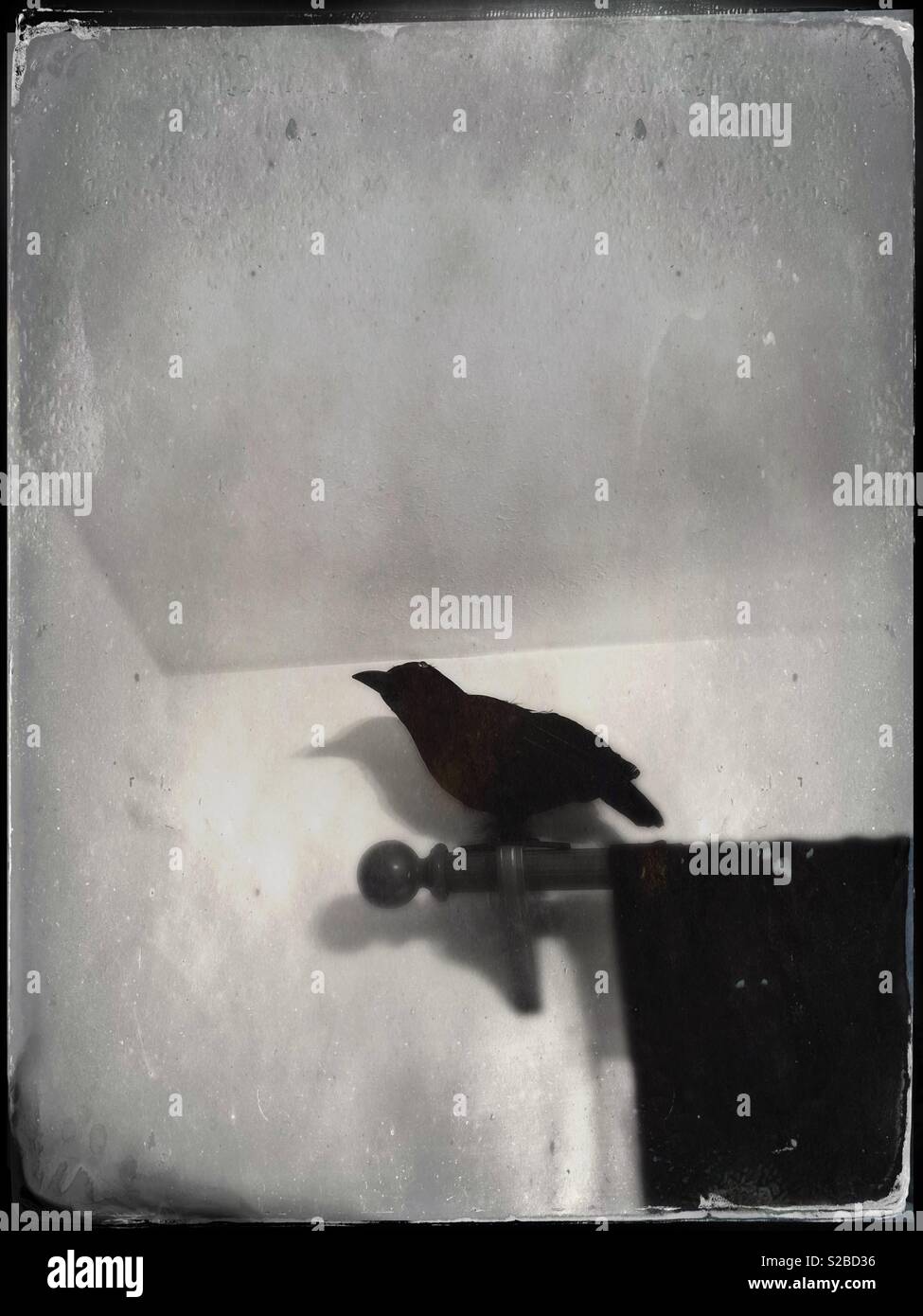 Il corvo - Immagine stock catturata con smartphone