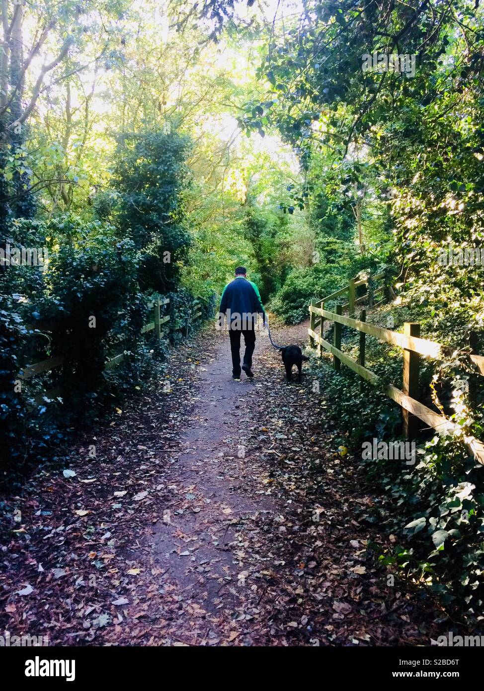 Uomo che cammina un cane su un percorso alberato in campagna Foto Stock