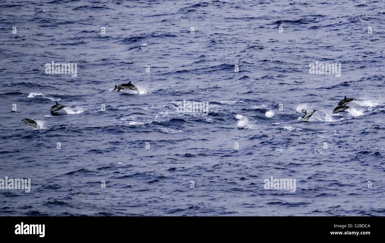 Oceano Pacifico settentrionale i delfini Foto Stock