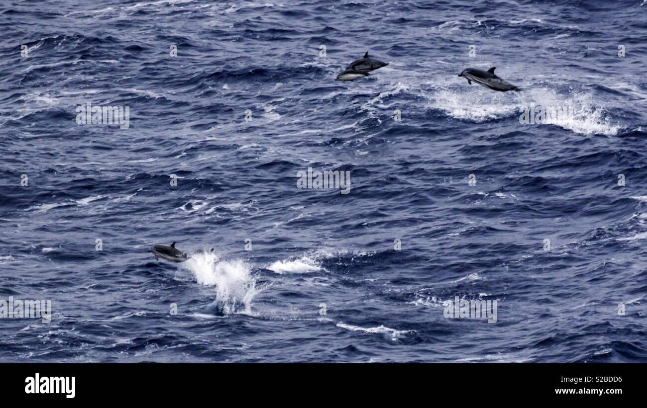 Oceano Pacifico settentrionale i delfini Foto Stock