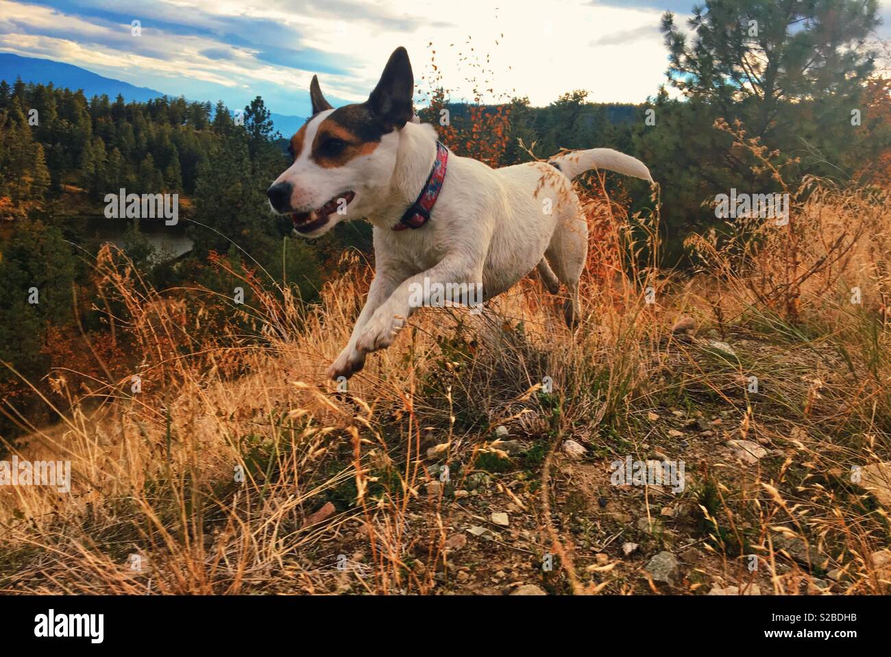 Jack Russell Terrier cane che corre all'aperto in una giornata autunnale in natura. Foto Stock