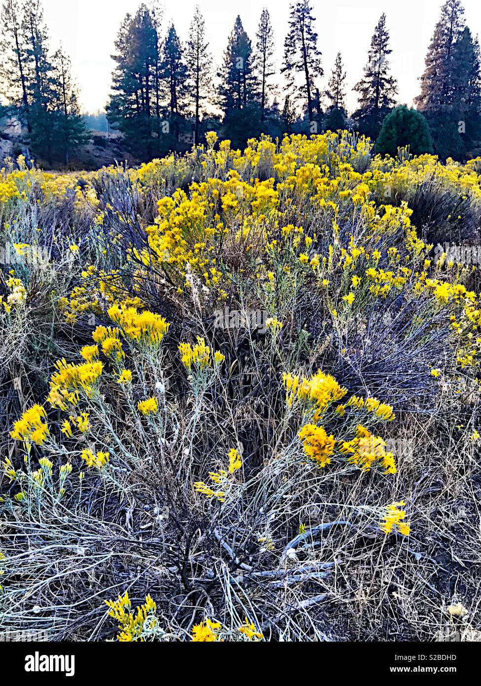 Fiori cadono nel deserto alta Foto Stock