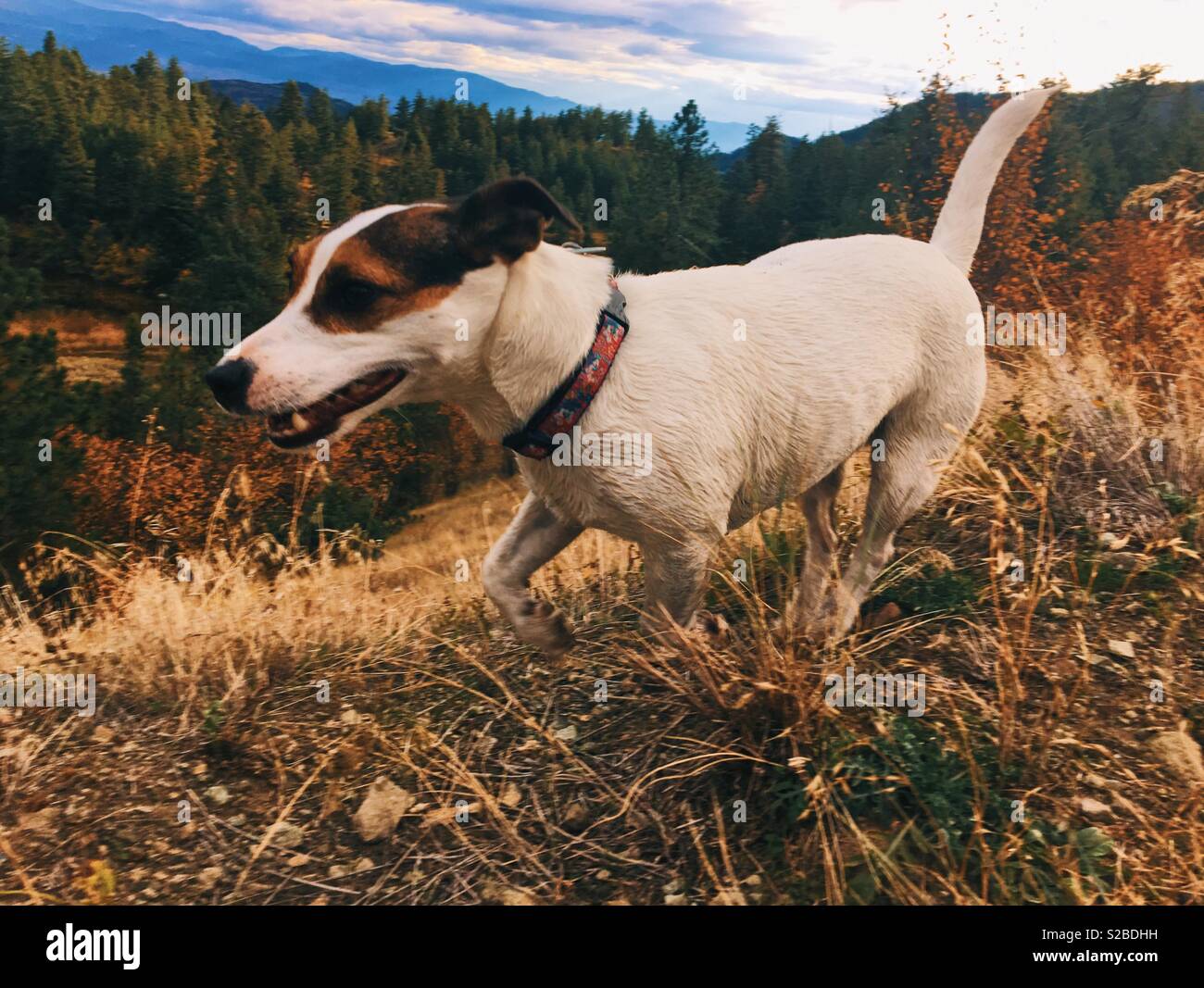 Cane che corre all'aperto con la foresta e le montagne sullo sfondo in una giornata autunnale. - Immagine stock catturata con smartphone