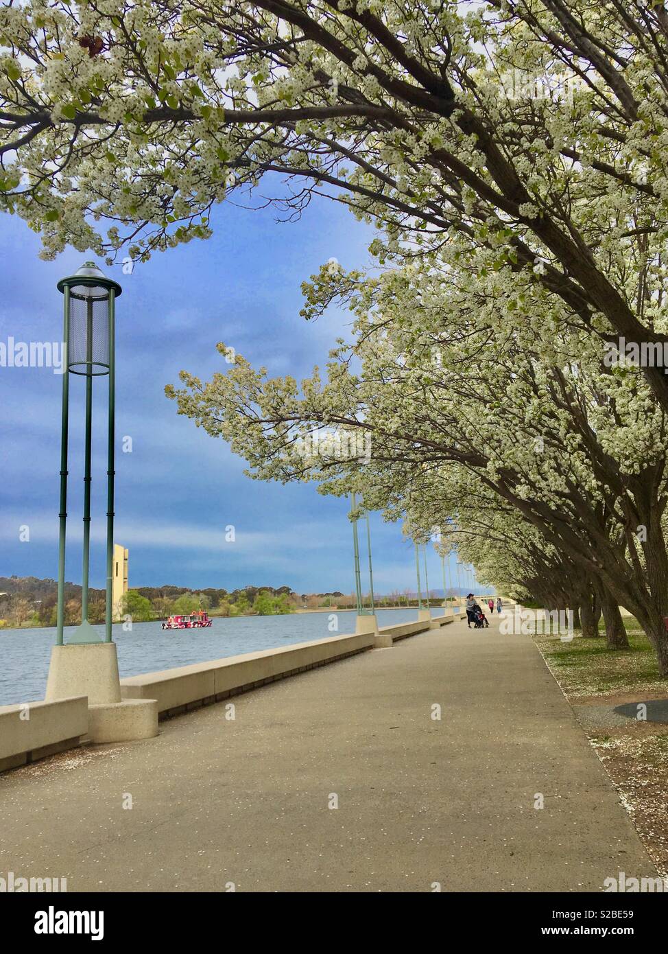 Canberra's Walt Burley Griffin con Apple blossoms in fiore in primavera Foto Stock