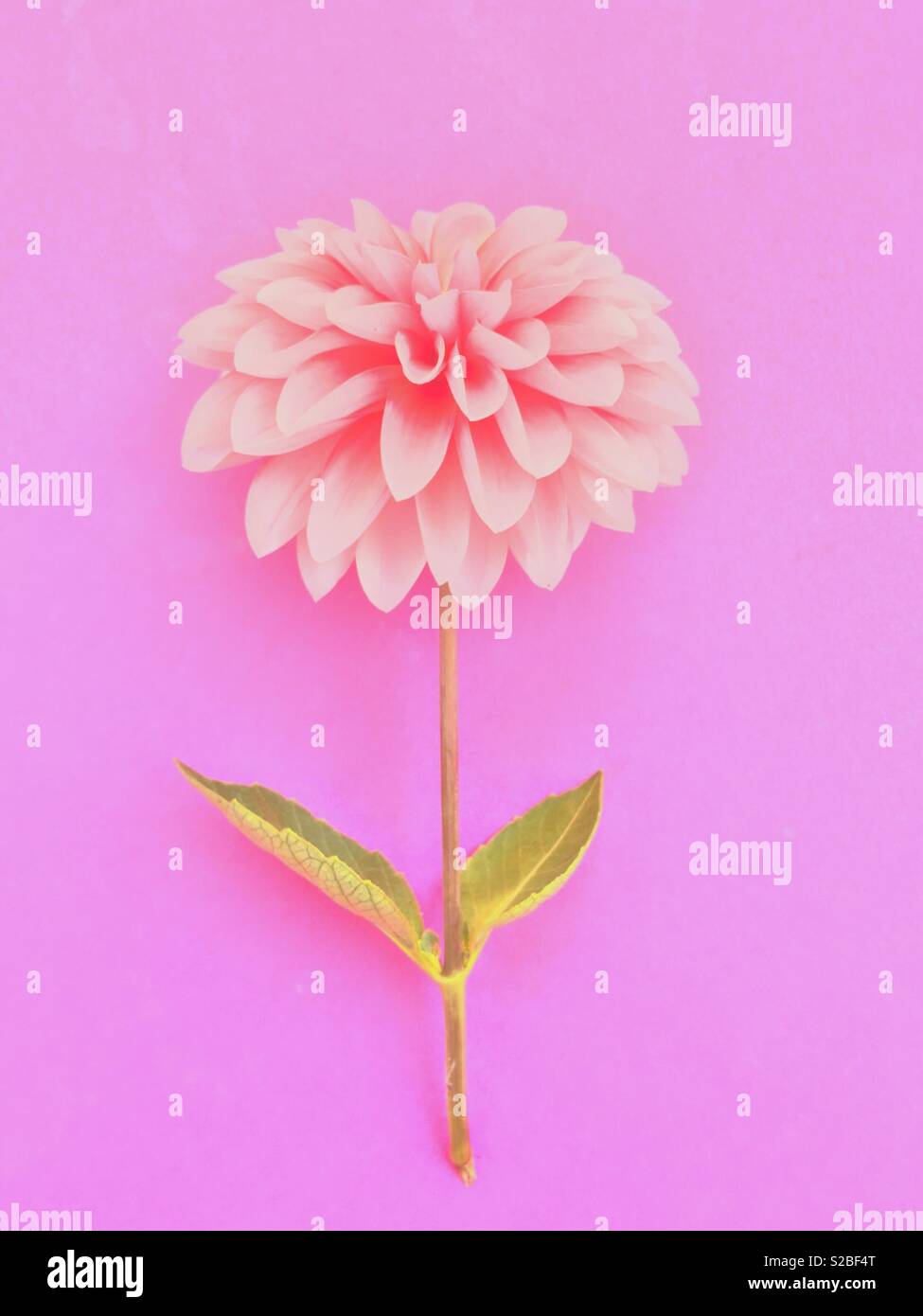 Fiore rosa. - Immagine stock catturata con smartphone