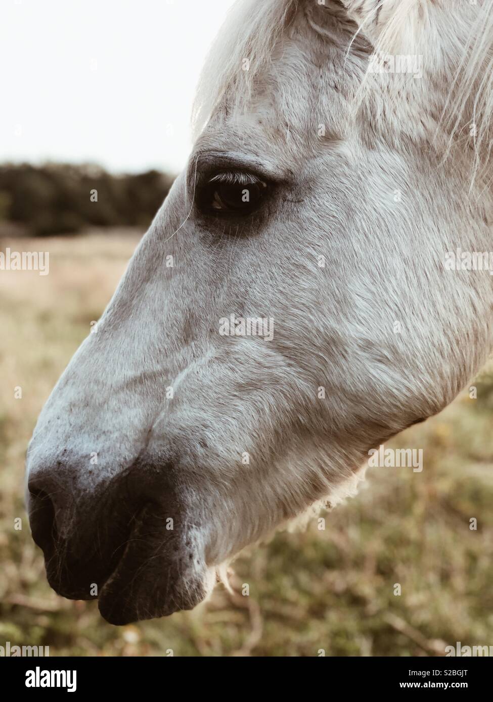 Cavallo bianco Foto Stock