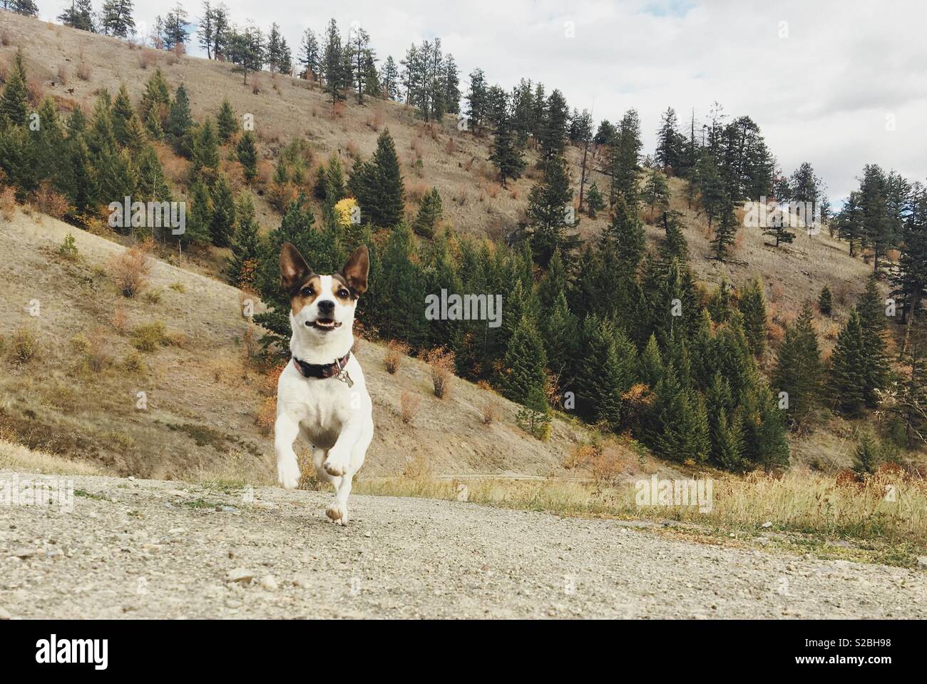 Jack Russell Terrier cane che corre off guinzaglio verso la telecamera su un giorno di caduta con sparse foresta sempreverde in background. - Immagine stock catturata con smartphone