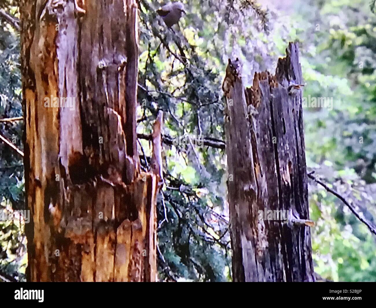 Rotture di alberi in una foresta con un uccellino su un ramo di albero Foto Stock