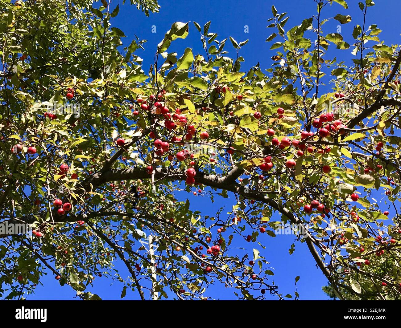 Crab Apple tree e cielo blu Foto Stock