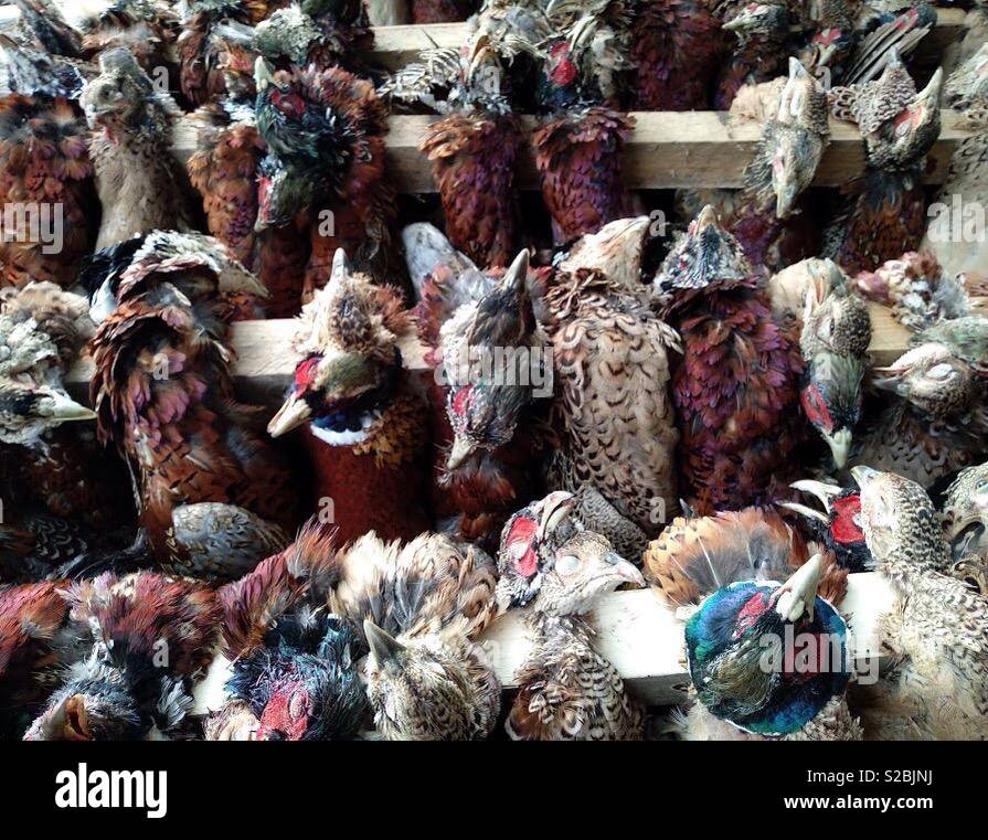 Primo giorno bottino come il gioco Caccia ai faggiani stagione si apre a Huntsham Devon. - Immagine stock catturata con smartphone