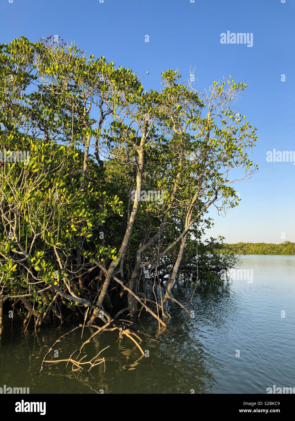 Mangrove nel porto di Darwin, Territorio del Nord, l'Australia. Foto Stock