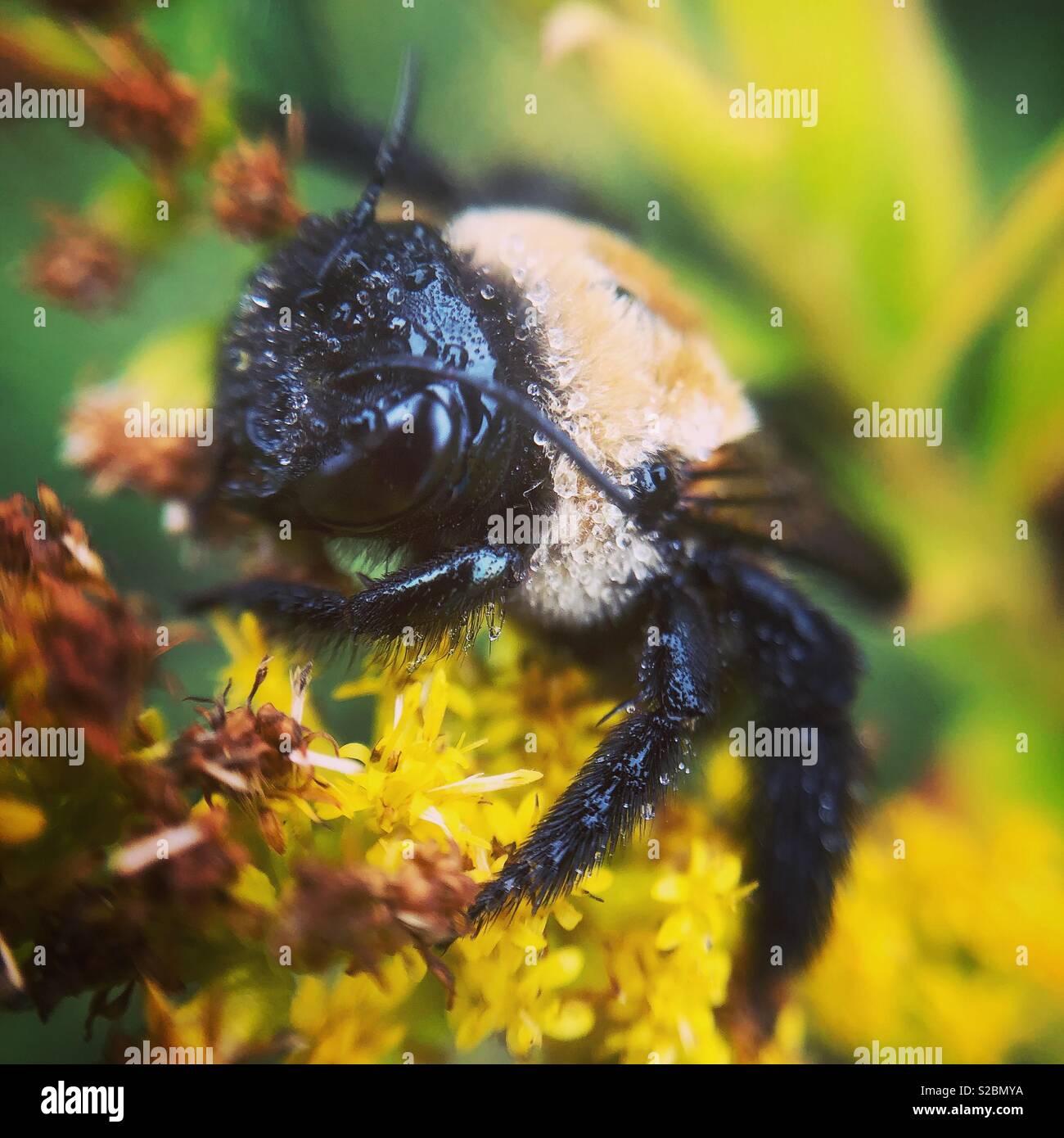 Falegname orientale bee coperto di rugiada del mattino, Wayne County, Pennsylvania Foto Stock