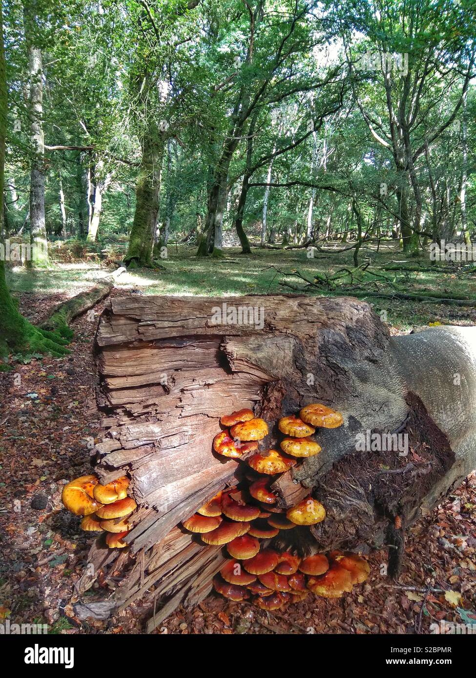 I funghi nel New Forest - Immagine stock catturata con smartphone