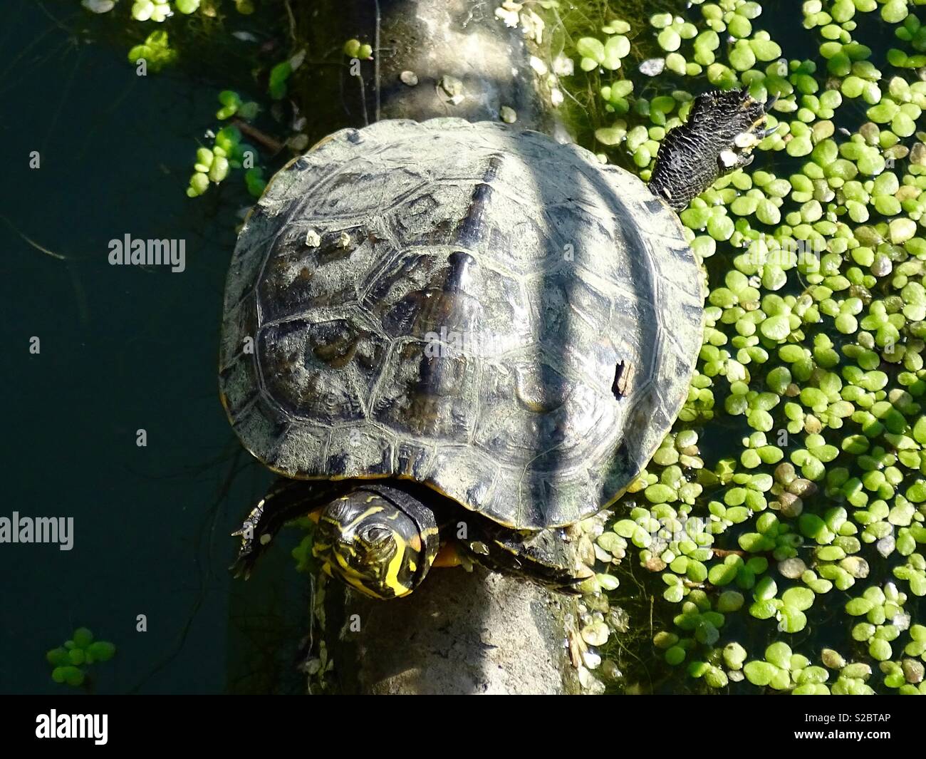 Tartaruga europea, Sabinillas Spagna Foto Stock