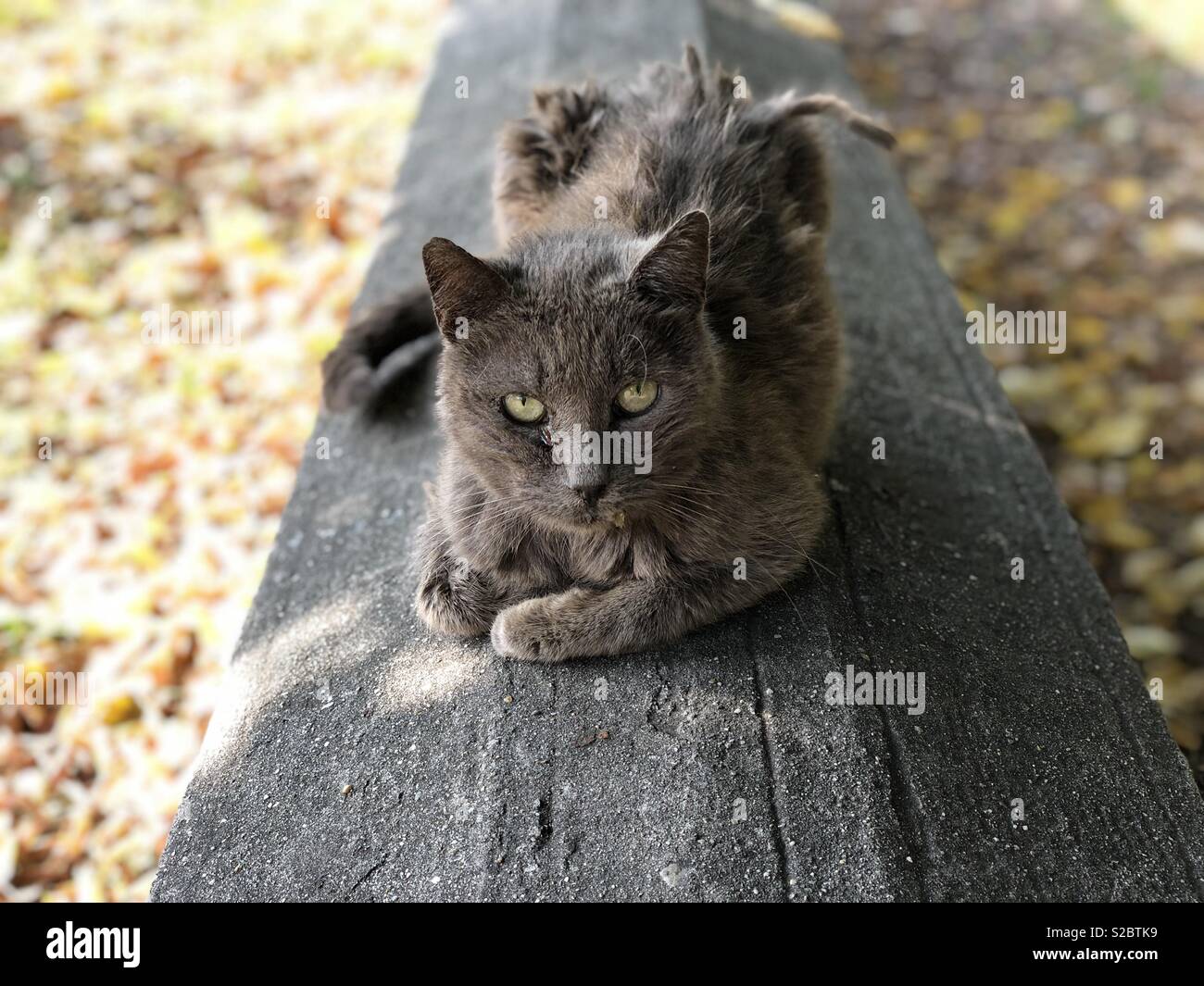 Street cat ritratto Foto Stock