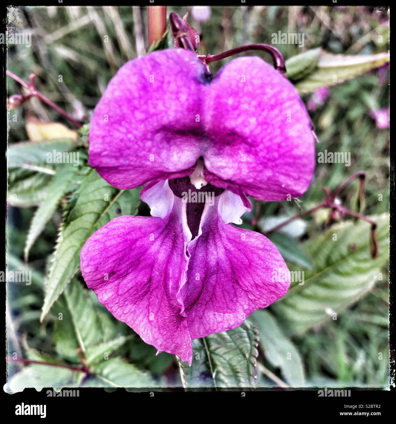 Erbaccia invasiva Orchid nel bosco, nello Yorkshire, Inghilterra, Regno Unito. Foto Stock